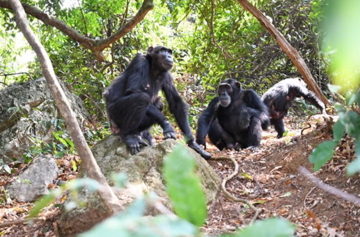 Kibira National Park , Northwestern Burundi, near Bugarama, Burundi